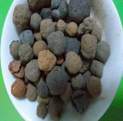 養(yǎng)殖君子蘭、酒瓶蘭,土壤埋點(diǎn)&ldquo;它&rdquo;,根系和葉片蹭蹭長(zhǎng)