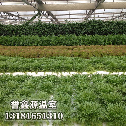 多跨溫室無(wú)土栽培工程中的關(guān)鍵材料 工程陶粒的應(yīng)用與優(yōu)勢(shì)